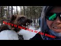 Alaska wolverine and wolf trapping 2023 episode 13 last wolverine