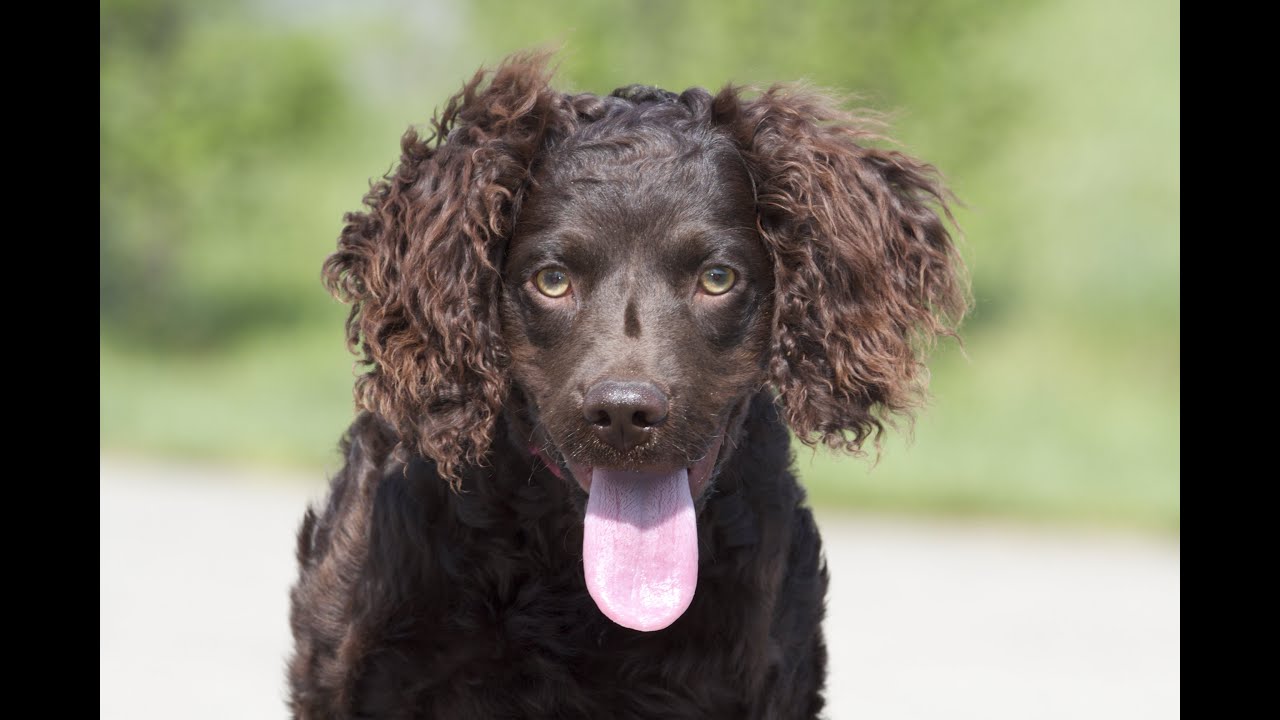 boykin water spaniel