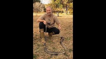 Venomous snake handling training in Zambia