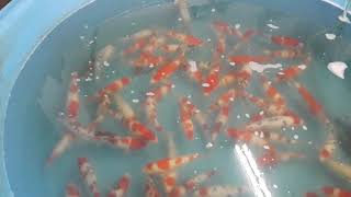 鯉池苑2021產大正紅白-20211123-1