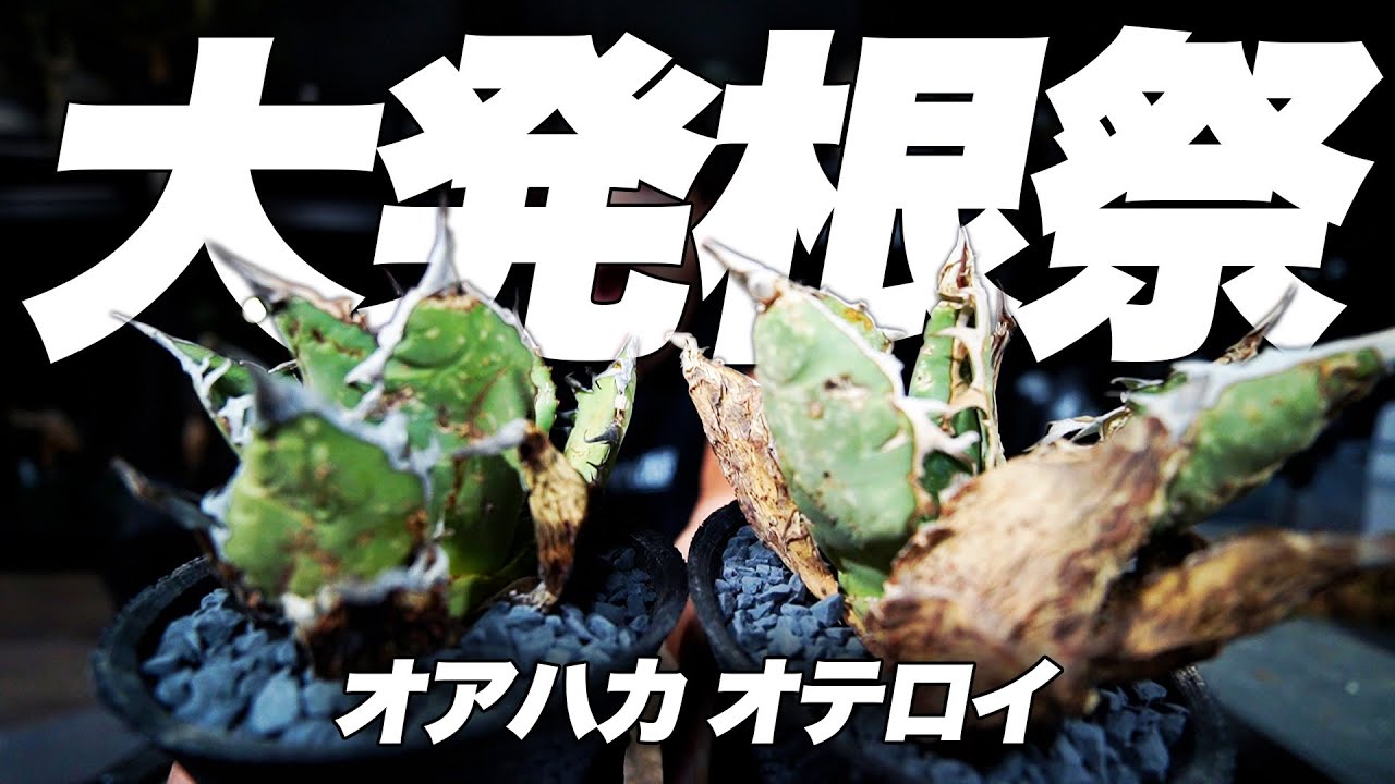 【植物沼】現地からはもう連れて来れないかもしれない珍奇植物が生き返ってた！！再アップ！【アガベ】