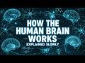 Literally Everything About How The Human Brain Works Explained Slowly (For Sleep)