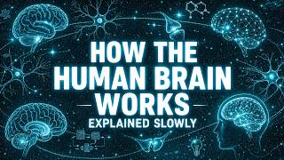 Literally Everything About How The Human Brain Works Explained Slowly (For Sleep) Profile