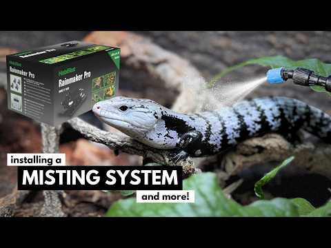 Transforming Blue Tongue Skink's New Tank With Rainmaker Pro