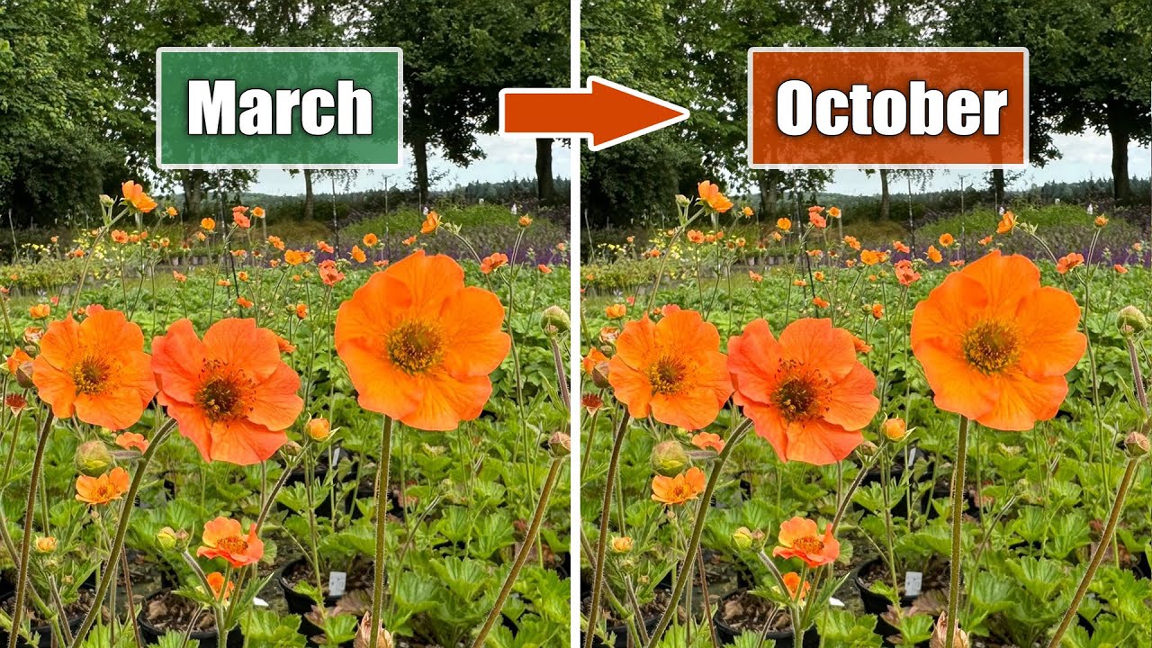 6 моих самых долгоцветущих многолетников и как за ними ухаживать | Они не перестанут цвести все л...