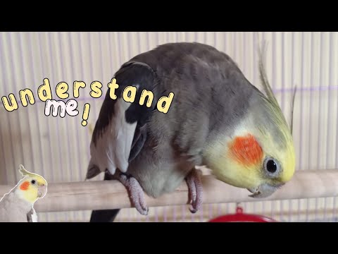 Video: Bagaimana untuk Memahami Cockatiel oleh Crest-Nya