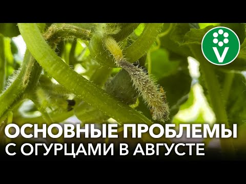 ПОЧЕМУ ОГУРЦЫ ЖЕЛТЕЮТ И ОПАДАЮТ? ОТКУДА В ОГУРЦАХ ПУСТОТЫ? Причины и действенные решения проблем