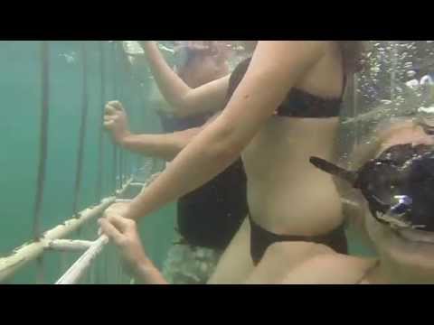 white-shark-cage-diving---mossel-bay,-south-africa