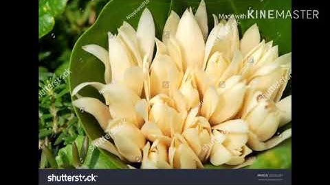 త్యాగరాజ కీర్తన - సోదరి రోజా