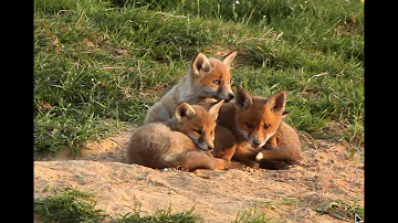Comment s'appelle la famille de renard ?