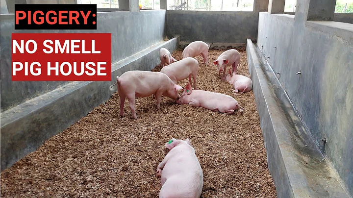 How To Make NO SMELL PIG HOUSE ! Very Clean System! - DayDayNews