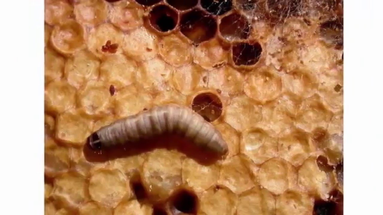 Восковая моль против туберкулеза