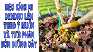 Mẹo kích mầm DENDRO lên Theo ý muốn và chăm sóc mầm non #T338 #HoalanTuyenHa