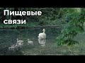 Пищевые связи природного сообщества 5 класс