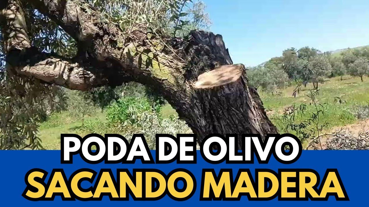 🟥 Cortes de Vida, Raídos y Rapados