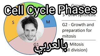 cell cycle phases - مراحل دورة الخلية بالعربي