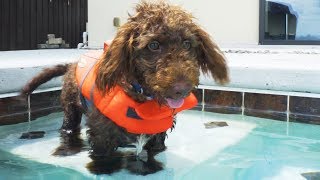 TEACHING A PUPPY TO SWIM  Super Cooper Sunday #156