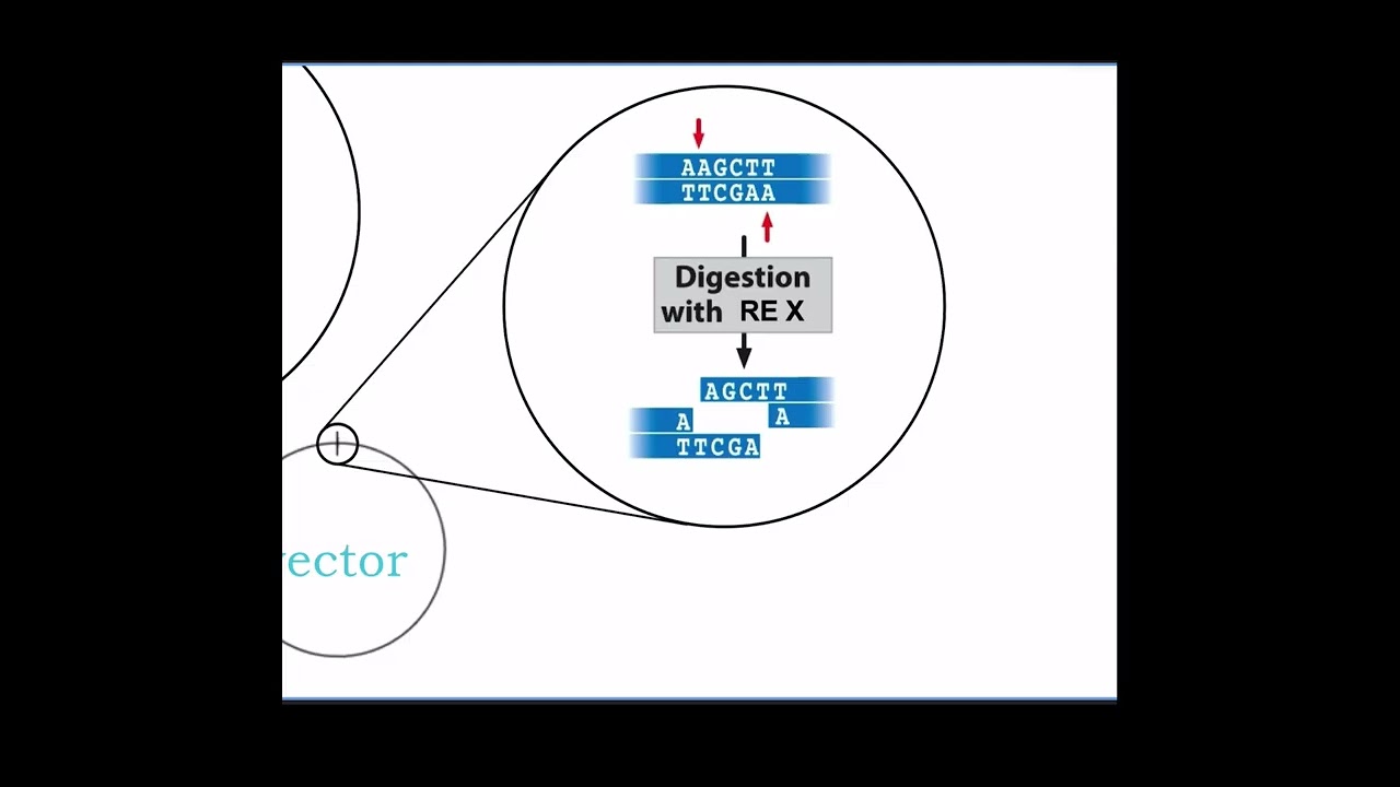 Week 11.2-Cloning II-lecture recording