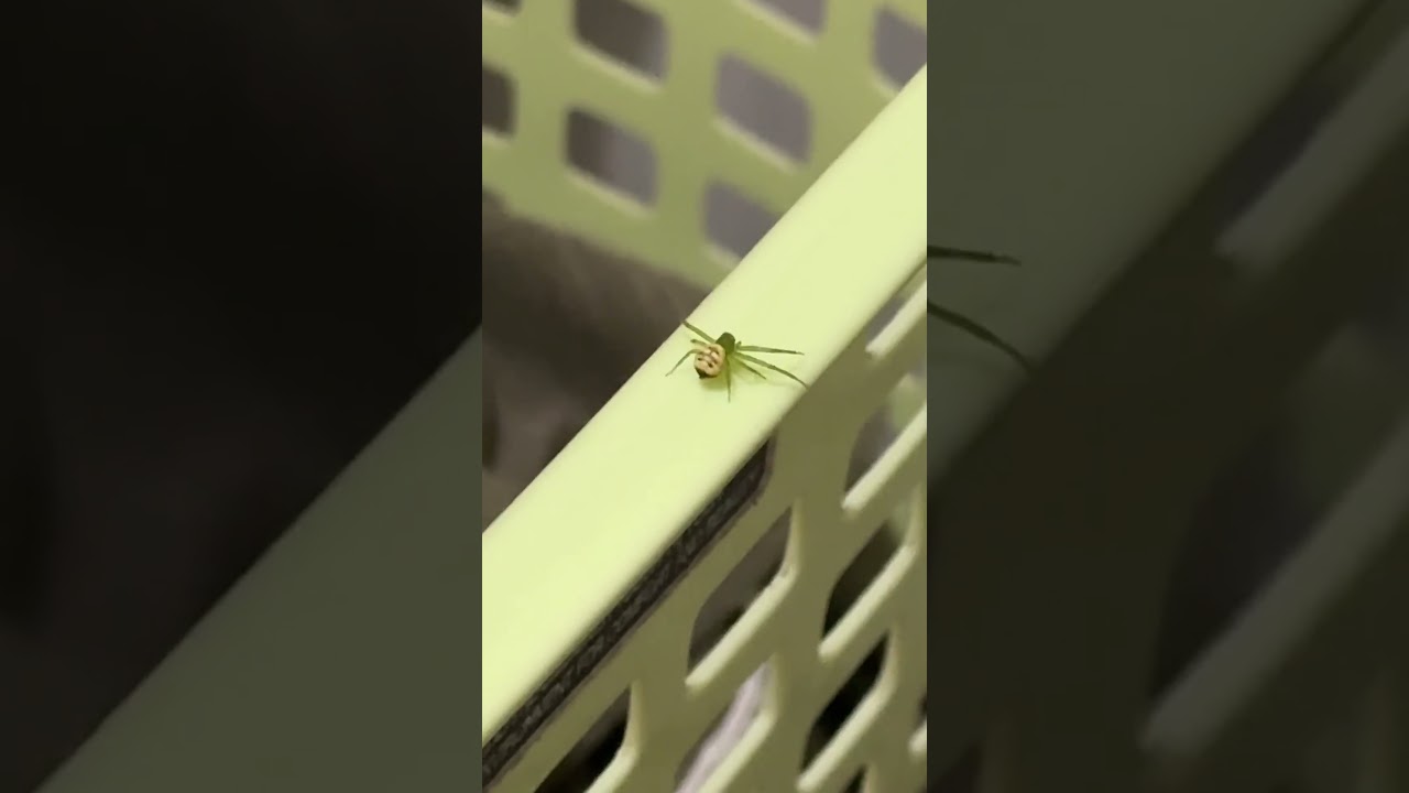 何コレ！小さいおじさんいた！人面グモ！