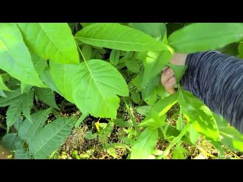 사랑에 싹 제일 맛있는 시기가 왔어요.정글가든 <strong>잡초제거</strong> 쉽게 순차적으로 하는법 알려드려  볼께요.잡초가 내 몸을 살린다