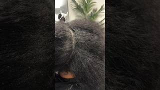 2 month sew in removal and silk press #silkpress #hair
