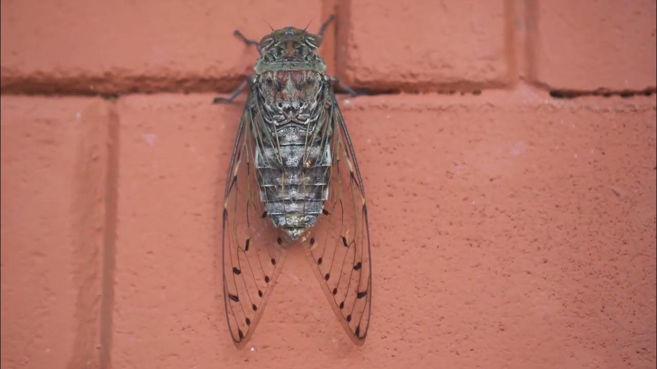 Cicada Invasion 2024 The 221Year Phenomenon YouTube