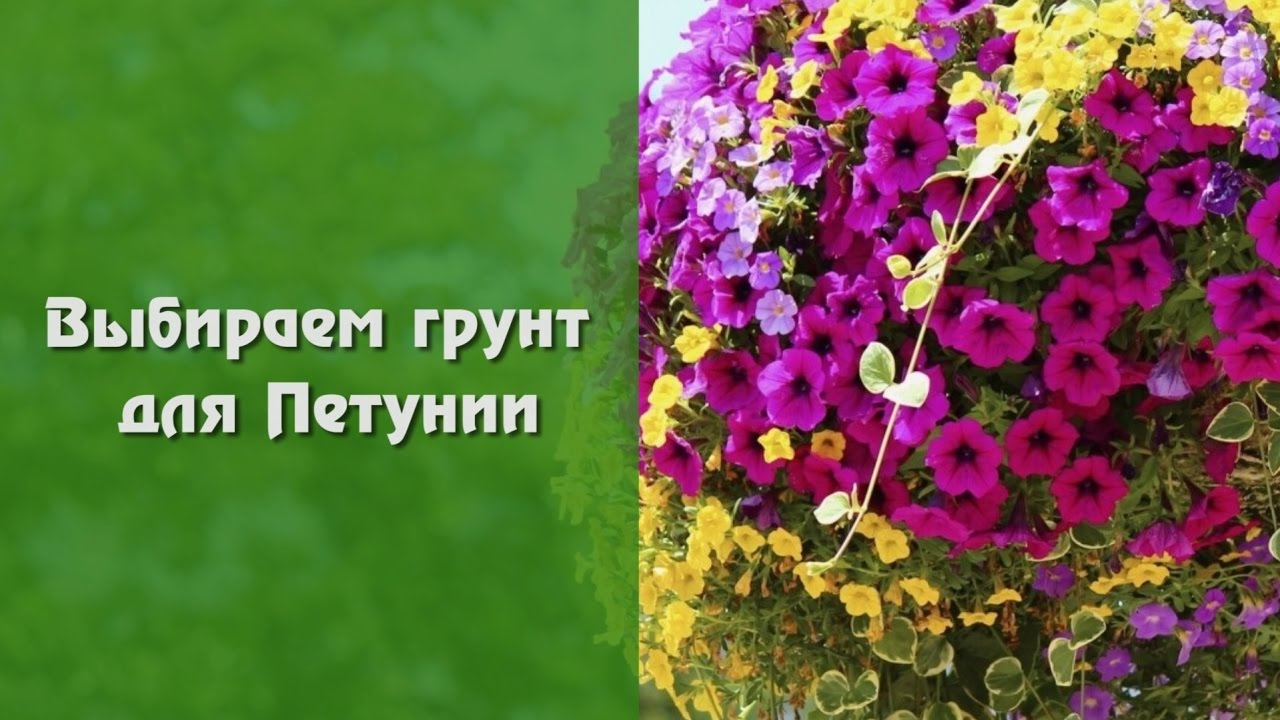 Лучший грунт для петуний. Грунт для петуний. Петуния в грунте. Земля для петунии. Покупной грунт для петуний.