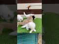 #kitten #cat #cats #catvideos #catvideos #catshorts #youtube #ytshorts #cute
