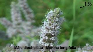 Máta dlouholistá - Mentha longifolia