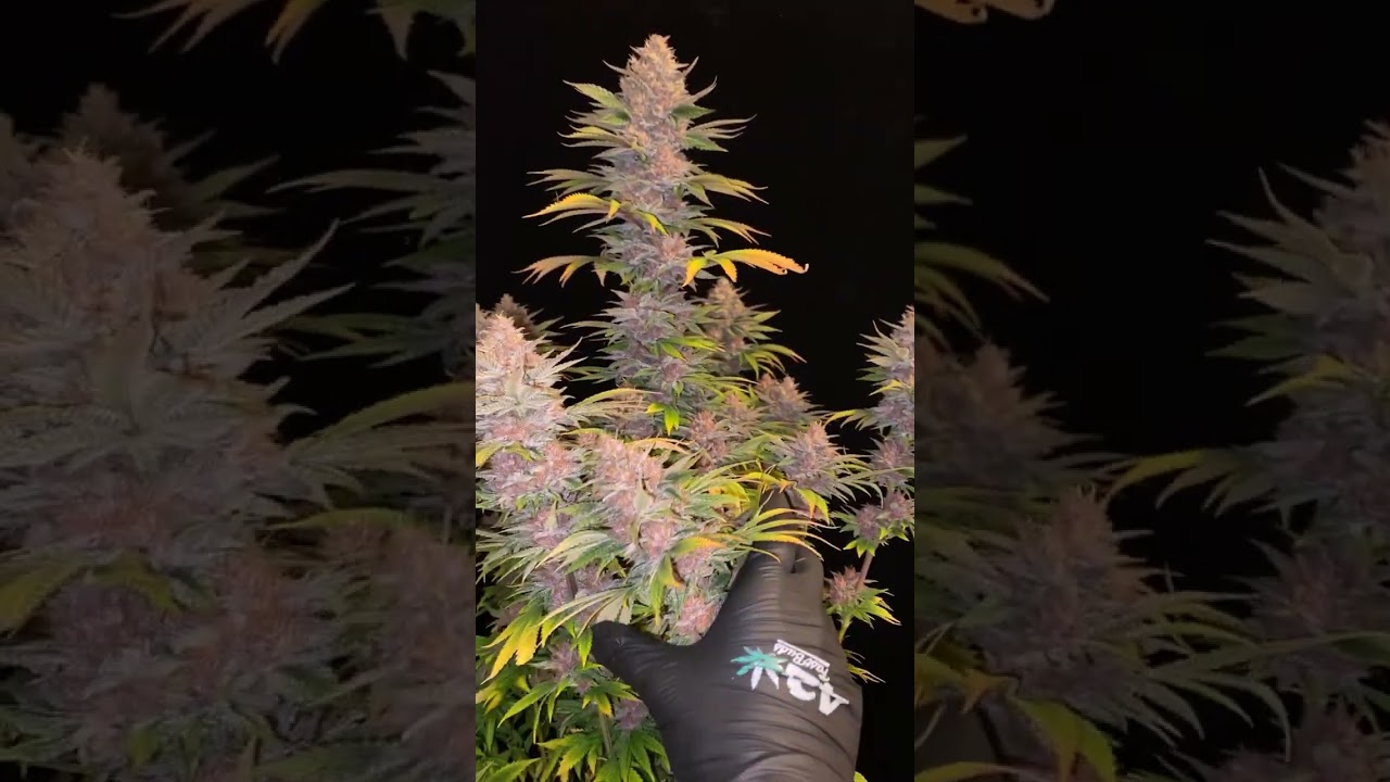 PURPLE LEMONADE FF Fast Glowering 🟣 Fast Buds | Hybrid