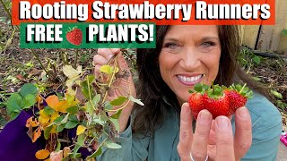 How to Propagate/Root Strawberry Runners for  Free Plants 🍓