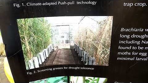 icipe Push pull technology