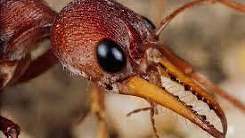 Casual Geographic | The Traumatizing Reality Of Being An Ant REACTION