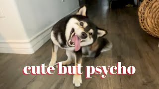 I Got Three Moods... | Funny | Tiny Rick The Shibe by Tiny Rick The Shibe 2,092 views 2 years ago 2 minutes, 41 seconds