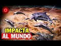 Impacta al Mundo, Mira como cientos de delfines salen del Mar Rojo al desierto