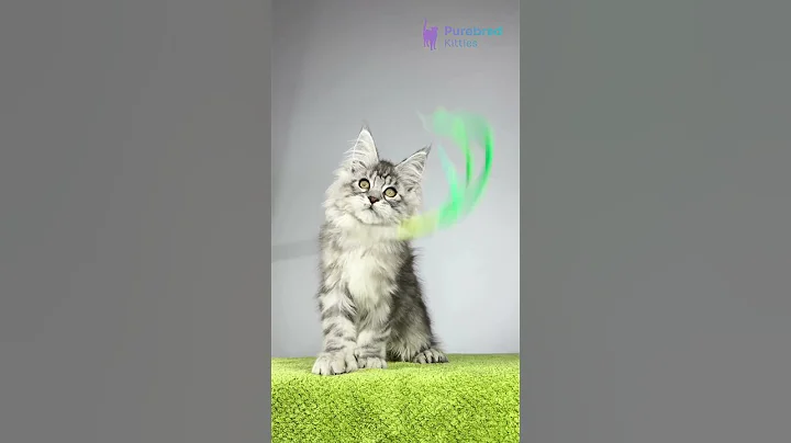 Video 11639301: coon kitten mainecoon, polydactyl maine coon kitten, maine coon male kitten, silver tabby kitten, black silver tabby