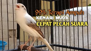 Kenari Gacor Speed RAPAT cuit cuit Ngerol Tajam 99% Ampuh untuk Pancingan Kenari Paud Belajar Bunyi