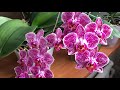Цветение моих орхидей. Американское удобрение Grow More.
