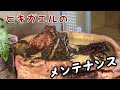 ヒキガエルのメンテナンス ヒキガエルのメンテナンス