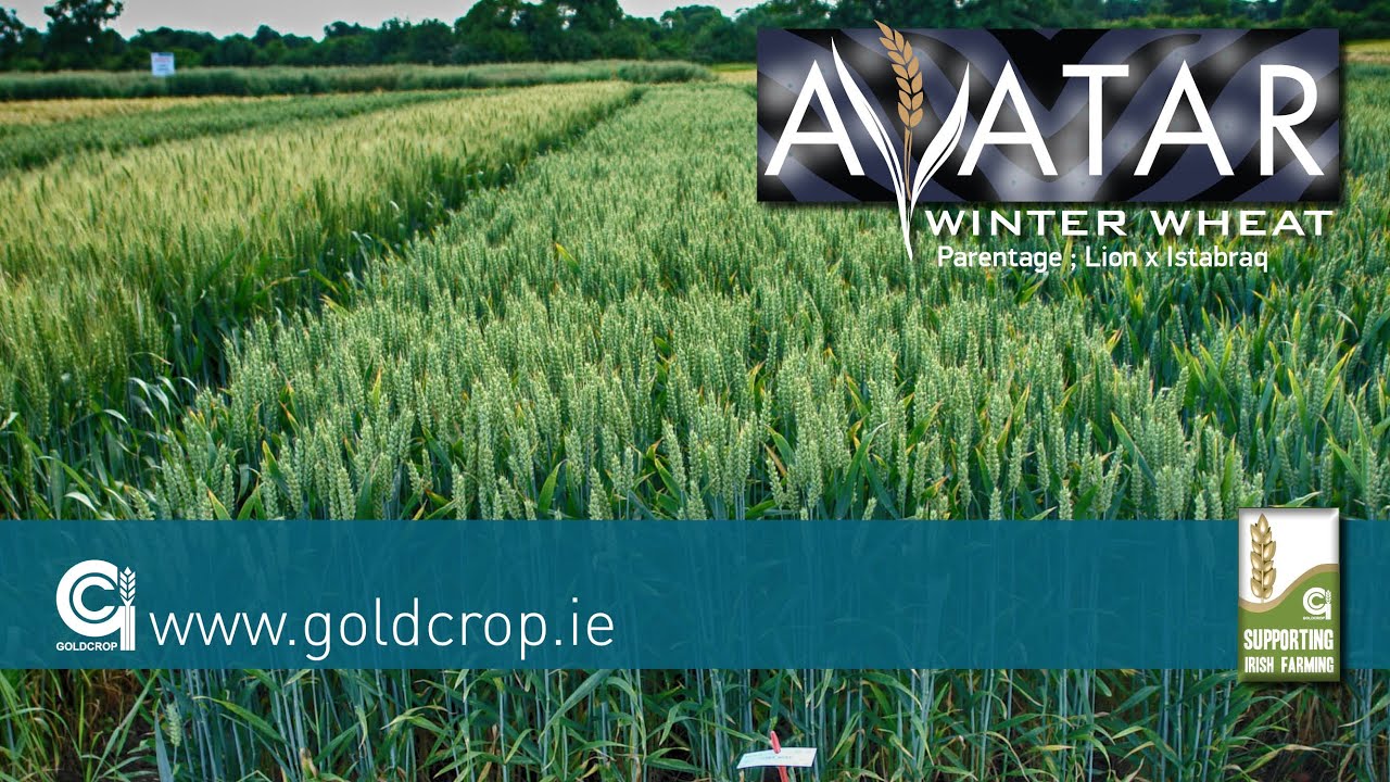 Goldcrop Winter Wheat - Avatar