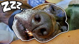 Funniest Confused Pets 2020 | STOOPID HUMAN, I RIGHT HERE - Snoring Sleeping Dog with Vengeful Owner