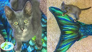 A Cute Kitten Plays With a Real Mermaid | Theekholms by Theekholms 2,023 views 1 year ago 4 minutes, 15 seconds