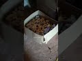 Imandar rhiye sarif nhi # trending video #viralclips #plumbingservices