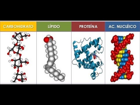 Vídeo: Diferencia Entre Polímero Y Macromolécula