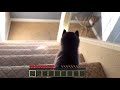 Dog dies in Minecraft! So sad...