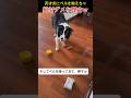 天才犬にベルを教えちゃダメな理由ｗ