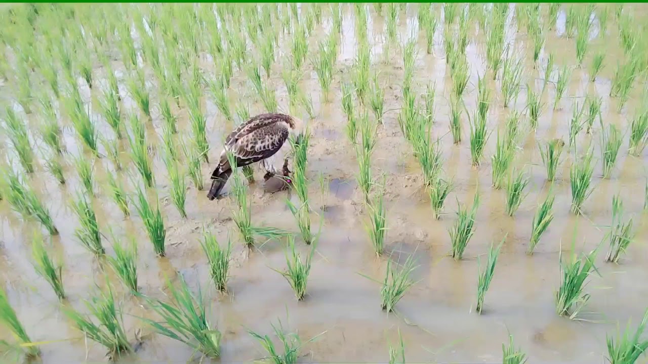 Berburu manggunakan elang( hunting changeable hawk eagle) 