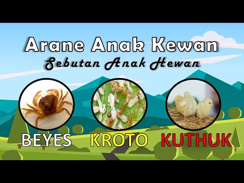 Arane Anak Kewan | Nama Anak Hewan - YouTube