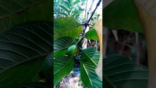 Guava Babies ??viral nature beautiful forest home guava