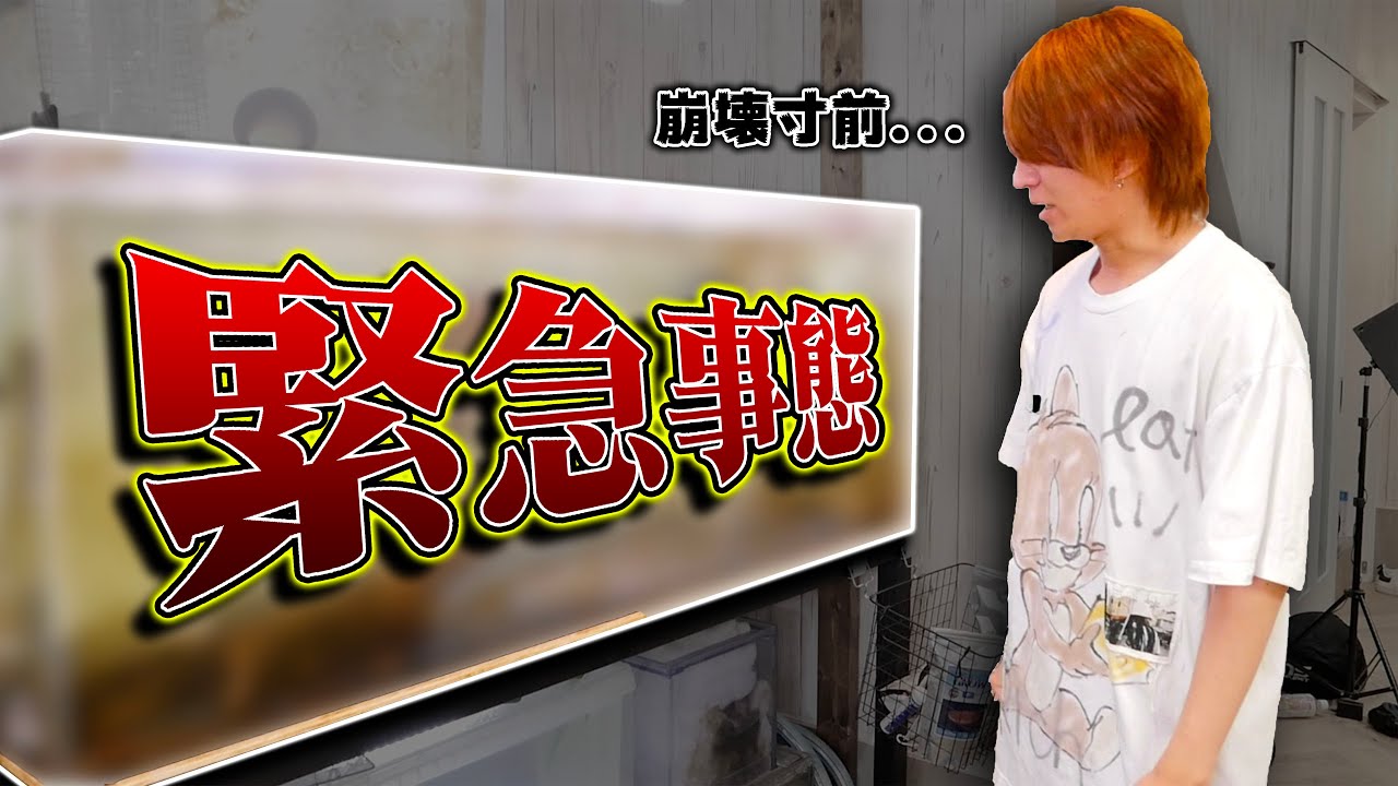 【緊急事態】古代魚水槽が全滅の危機に…